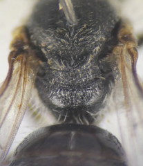 Lasioglossum pseudoplanulum