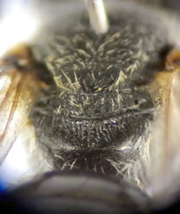 Lasioglossum pseudoplanulum