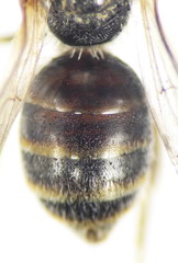 Lasioglossum pseudoplanulum