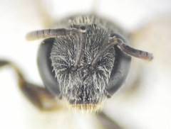 Lasioglossum pseudoplanulum