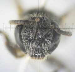 Lasioglossum pseudoplanulum