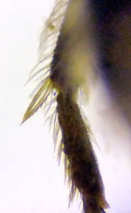 Lasioglossum pseudoplanulum