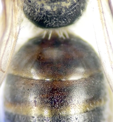 Lasioglossum pseudoplanulum