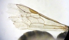 Lasioglossum pseudoplanulum
