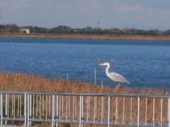 Ardea cinerea