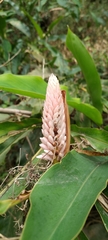 Alpinia sessiliflora