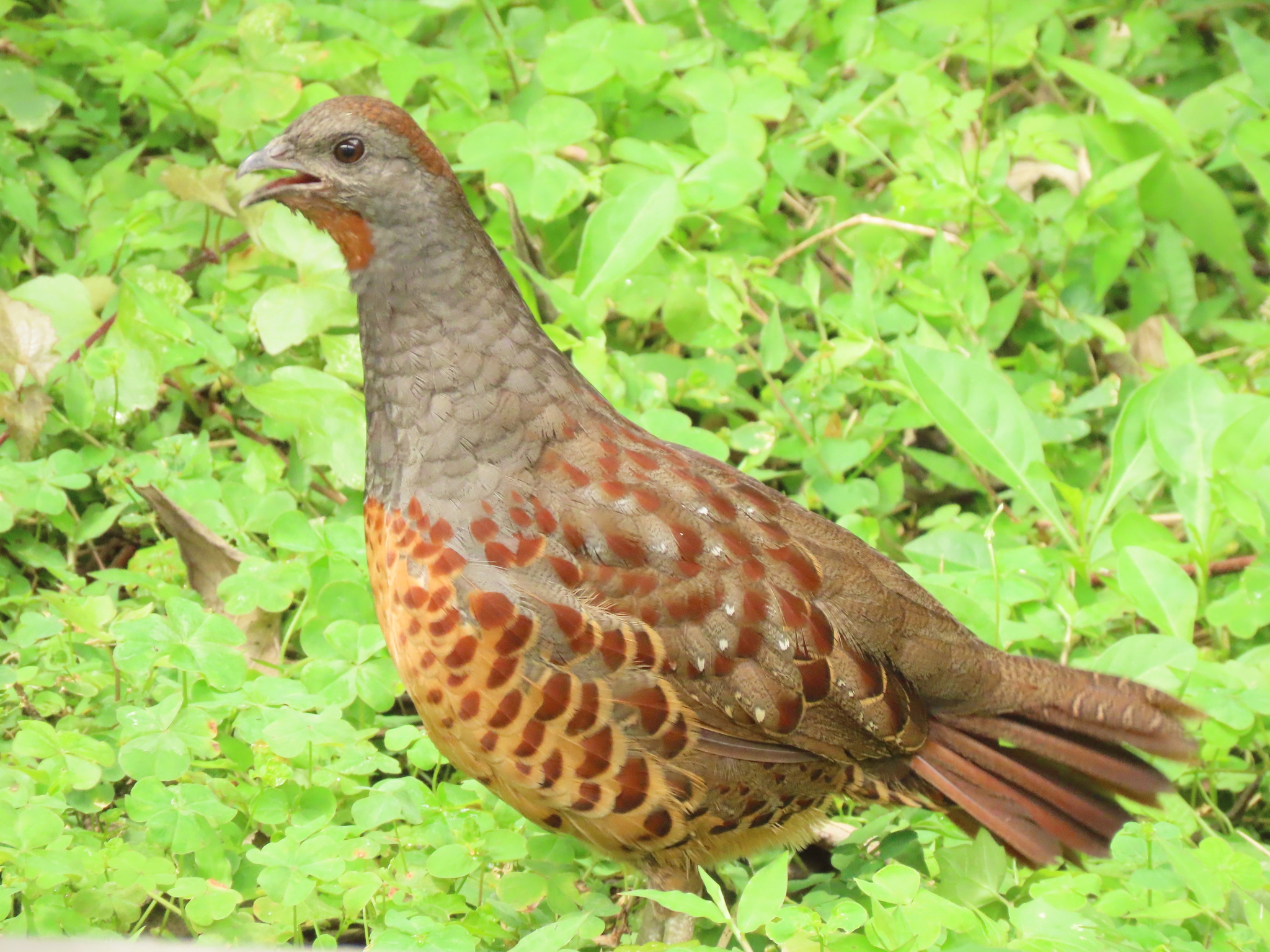 Taiwan Bamboo Partridge