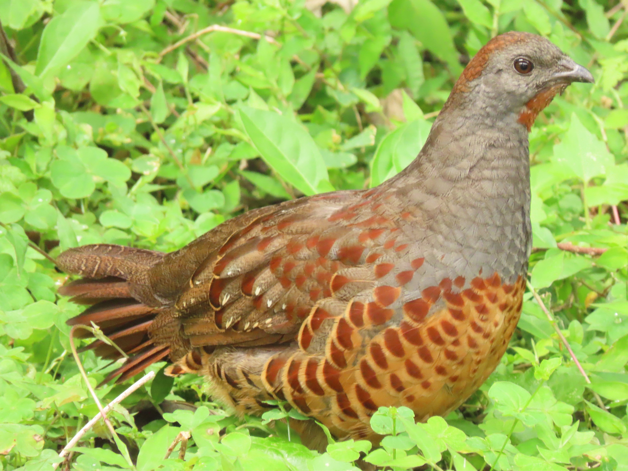 Taiwan Bamboo Partridge