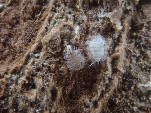 Bristly Millipede, Altenhainer Straße, Brandis, Sachsen, DE, photo 7 of 10