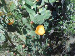 Opuntia elata