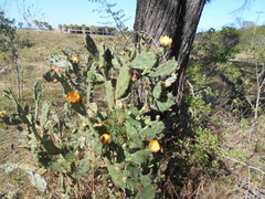 Opuntia elata