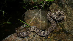Boiga multomaculata