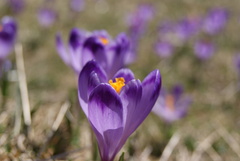 Crocus heuffelianus scepusiensis