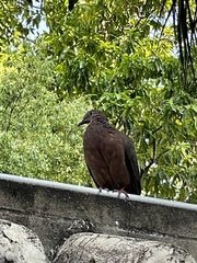 Streptopelia chinensis
