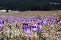 Crocus heuffelianus scepusiensis