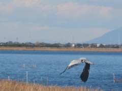 Ardea cinerea