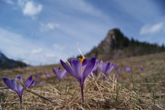 Crocus heuffelianus scepusiensis