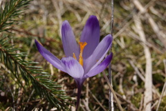 Crocus heuffelianus scepusiensis