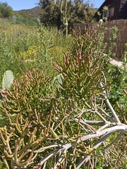 Euphorbia tirucalli