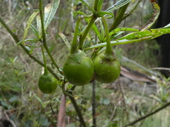 Solanum vescum