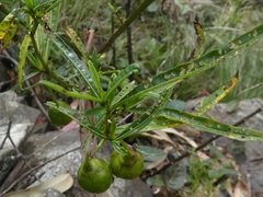 Solanum vescum