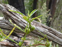 Solanum vescum