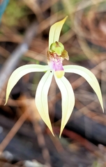 Praecoxanthus aphyllus