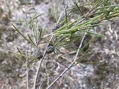 Melaleuca uncinata