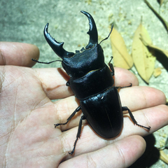 Serrognathus titanus platymelus