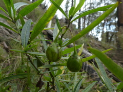 Solanum vescum