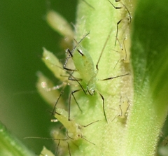 Uroleucon erigeronense