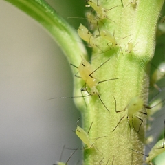 Uroleucon erigeronense