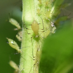 Uroleucon erigeronense