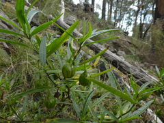 Solanum vescum