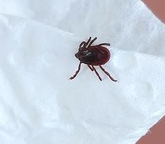 Rhipicephalus sanguineus