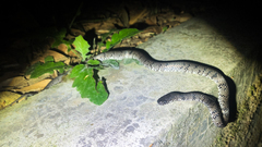 Pareas margaritophorus