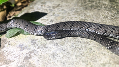 Pareas margaritophorus