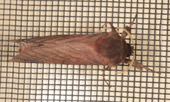 Oxycanus rufescens