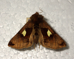 Autographa aemula