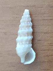 Cerithium protractum