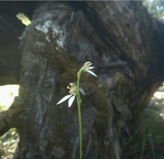 Eriochilus dilatatus