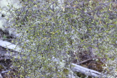 Elaeocarpus hookerianus