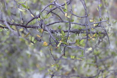 Elaeocarpus hookerianus