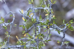 Elaeocarpus hookerianus