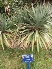 Yucca gloriosa tristis