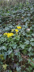 Primula elatior