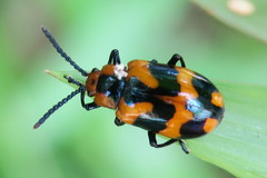 Phyllocharis undulata