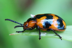 Phyllocharis undulata