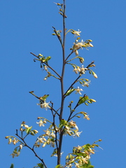 Styrax matsumuraei