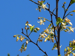 Styrax matsumuraei